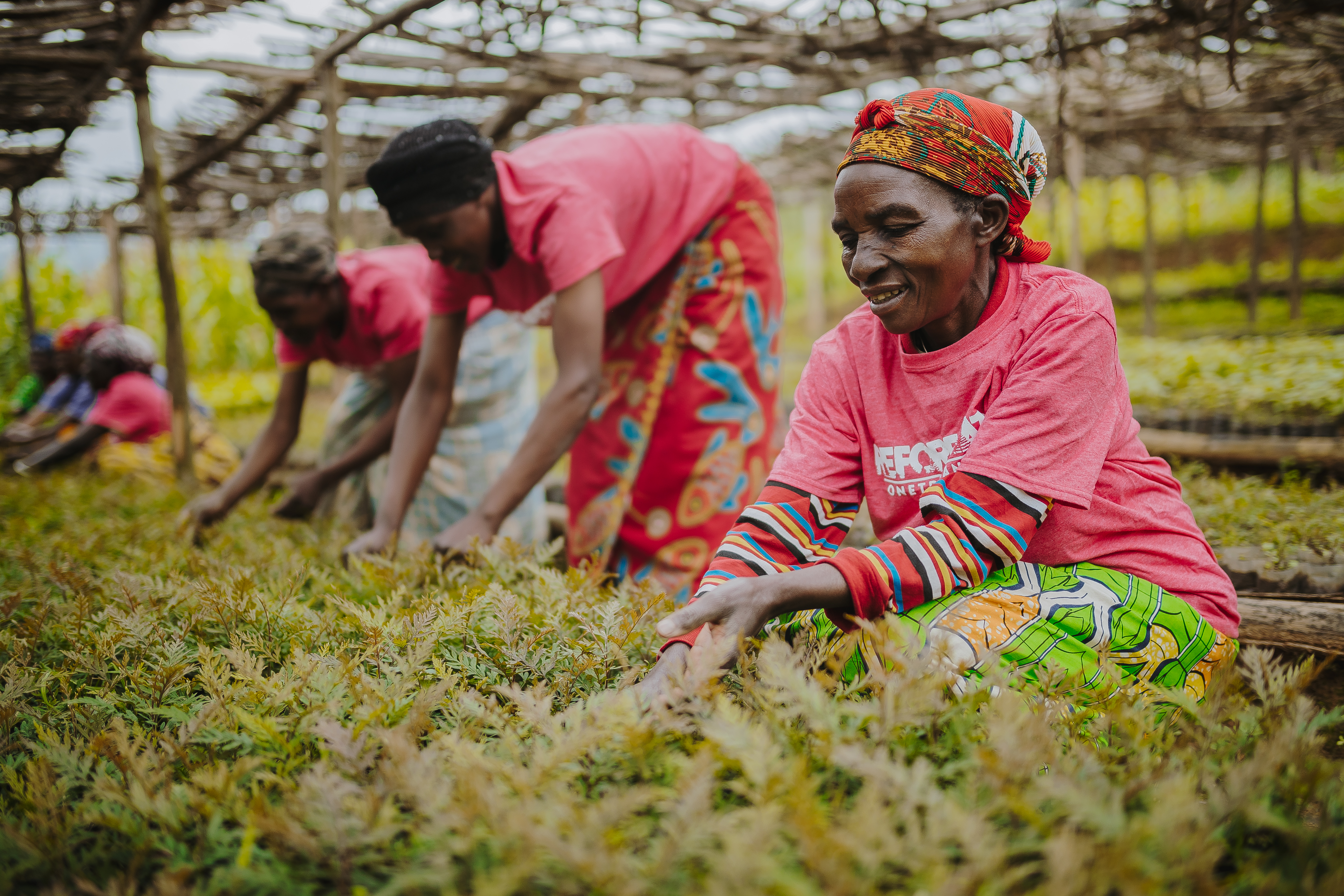Women sorting tree seedlings. Photo: WRI